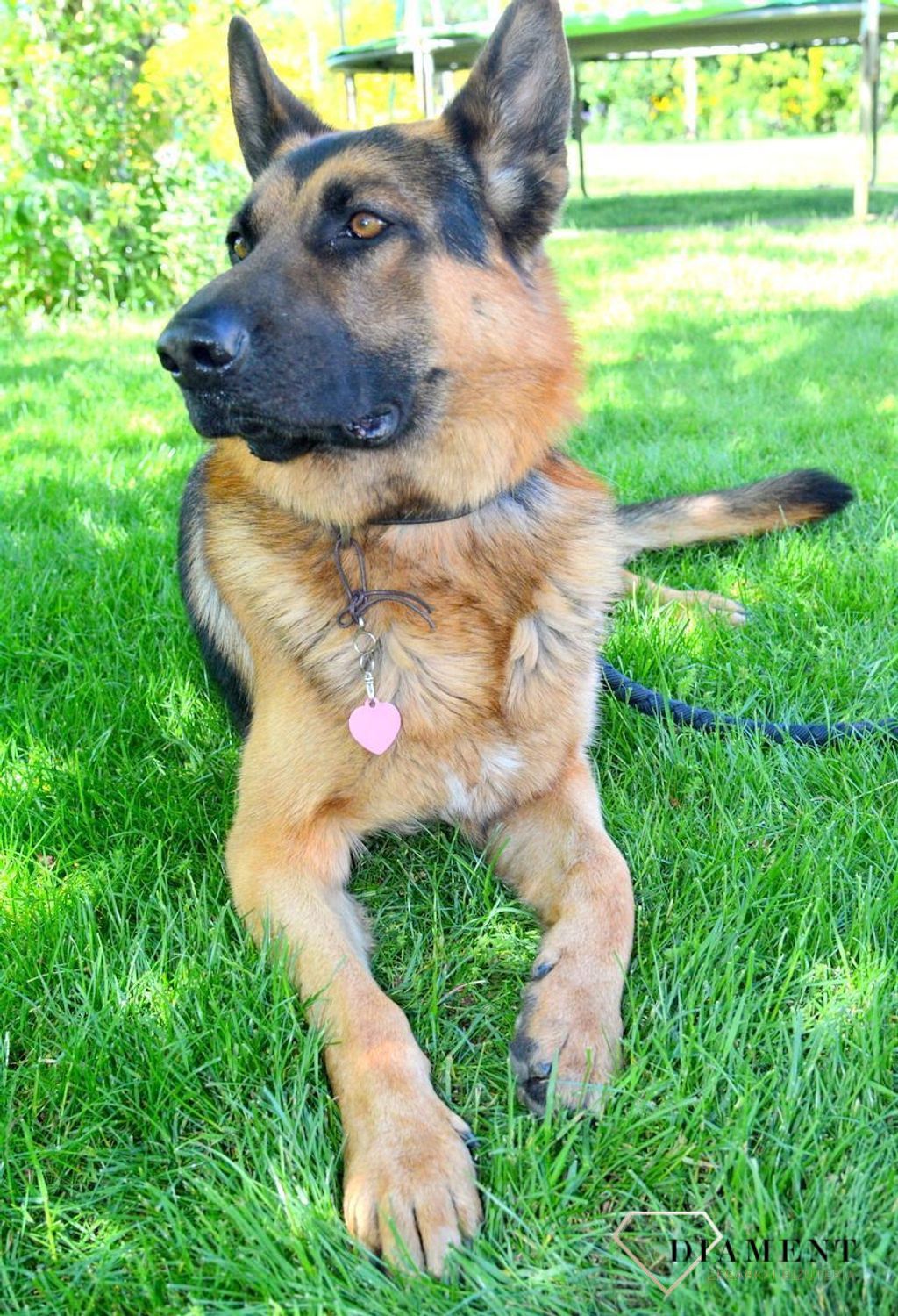 Serce blaszka dla pupila różowa 3,5 cm z miejscem na grawer Serce pink L. Blaszka w formie adresówki, identyfikatora dla psa. Blaszka z miejscem na grawer. Na adresówce możemy wygrawerować np. imię psa i nr telefonu do właścic.jpg